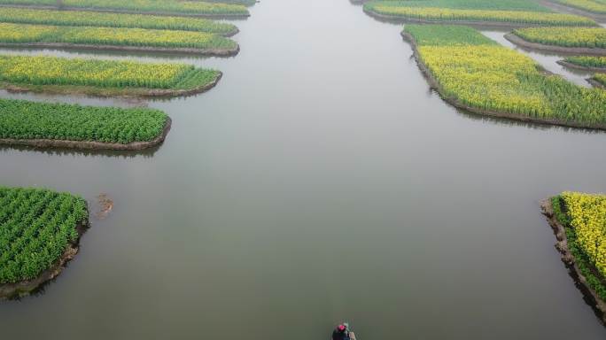 兴化 泰州 江苏 油菜花 航拍 城市宣传