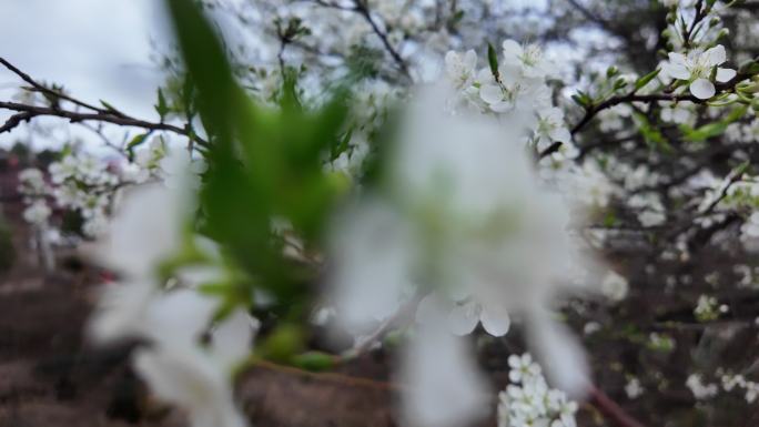 梅花樱花梨花