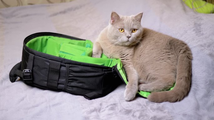 灰色的英国猫躺在床上，旁边是一个打开的背包