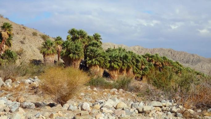 棕榈树在科切拉山谷保护区附近的千棕榈绿洲的沙漠中升起。绒毛棕榈绿洲。加州