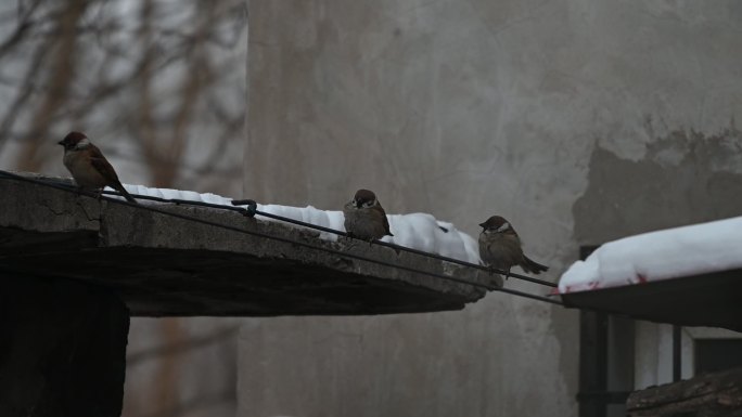 麻雀小鸟冬天下雪大雪在枝头麻雀叫声