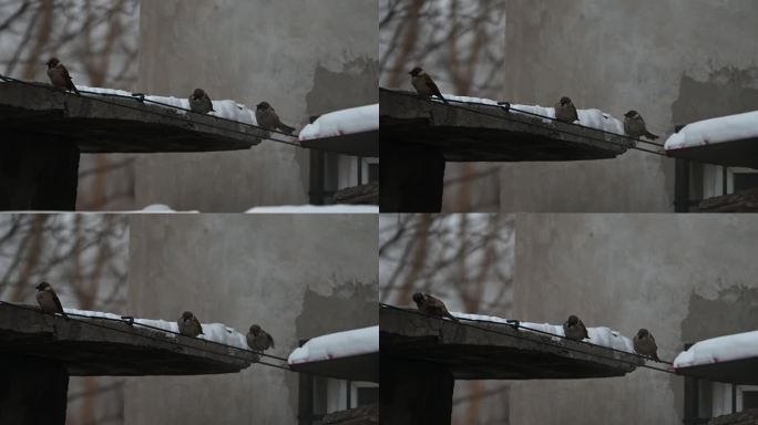 麻雀小鸟冬天下雪大雪在枝头麻雀叫声