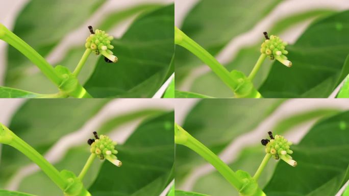 诺丽果桑葚，花广受墨西哥蚂蚁欢迎。