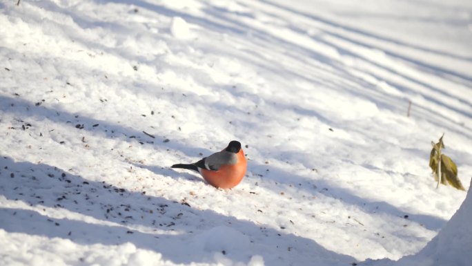 欧亚红腹灰雀在晴天吃雪。