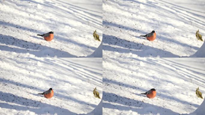 欧亚红腹灰雀在晴天吃雪。