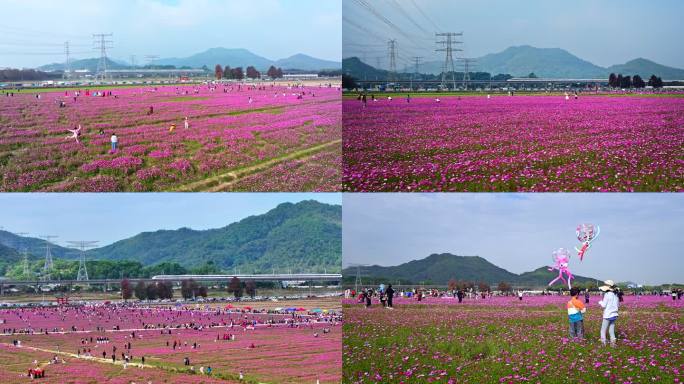 高铁列车穿越花海 乡村振兴 田园风光