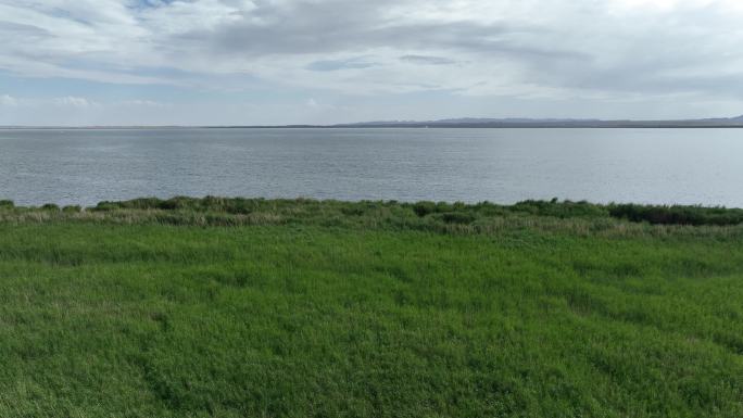 西北荒漠绿洲湖泊湿地生态系统鸟类栖息地