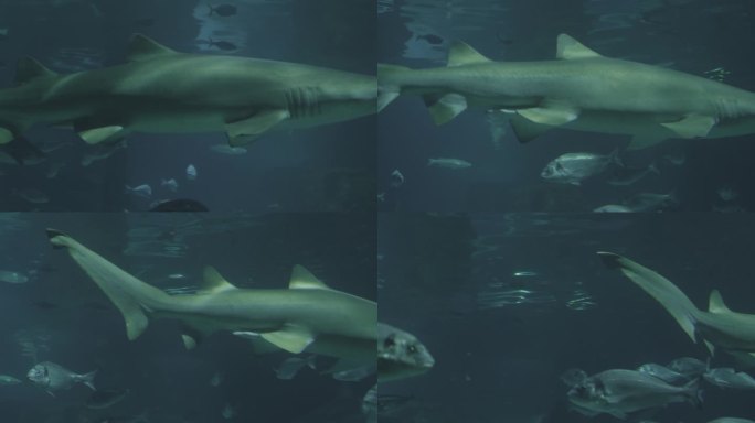 大鲨鱼沿着摄像机游动的特写视频。