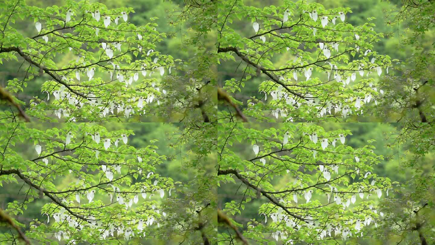 珙桐树