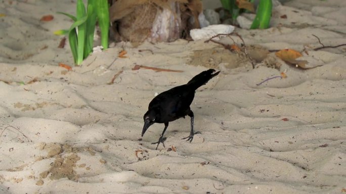 在墨西哥沙滩上散步的大尾白嘴鸦。