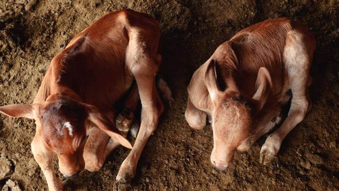两只刚出生的小牛在农场的泥地上休息