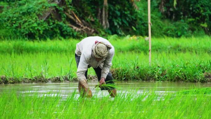 孟加拉国，一名男子在稻田里把脚浸在水里种肉饼