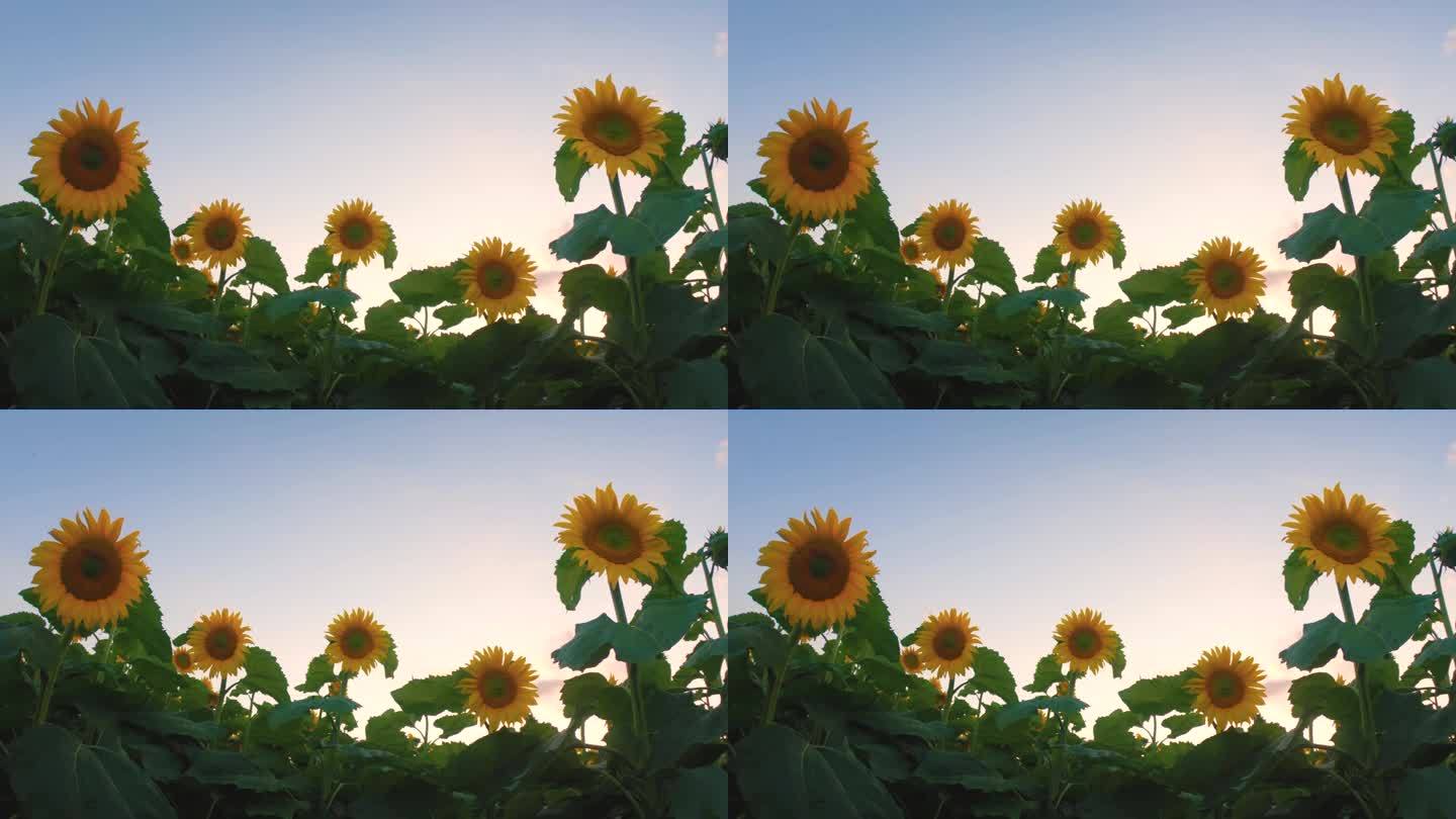 太阳落山时，五朵向日葵排成一排，就像大自然无形的乐谱上的音符，有的高高升起，它们的茎似乎在指挥这支雄