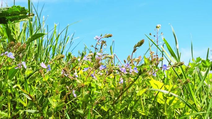草地与盛开的小蓝花在绿色的田野草地在春天蓝天的背景。侧视图。美丽的福布斯。Veronika cham