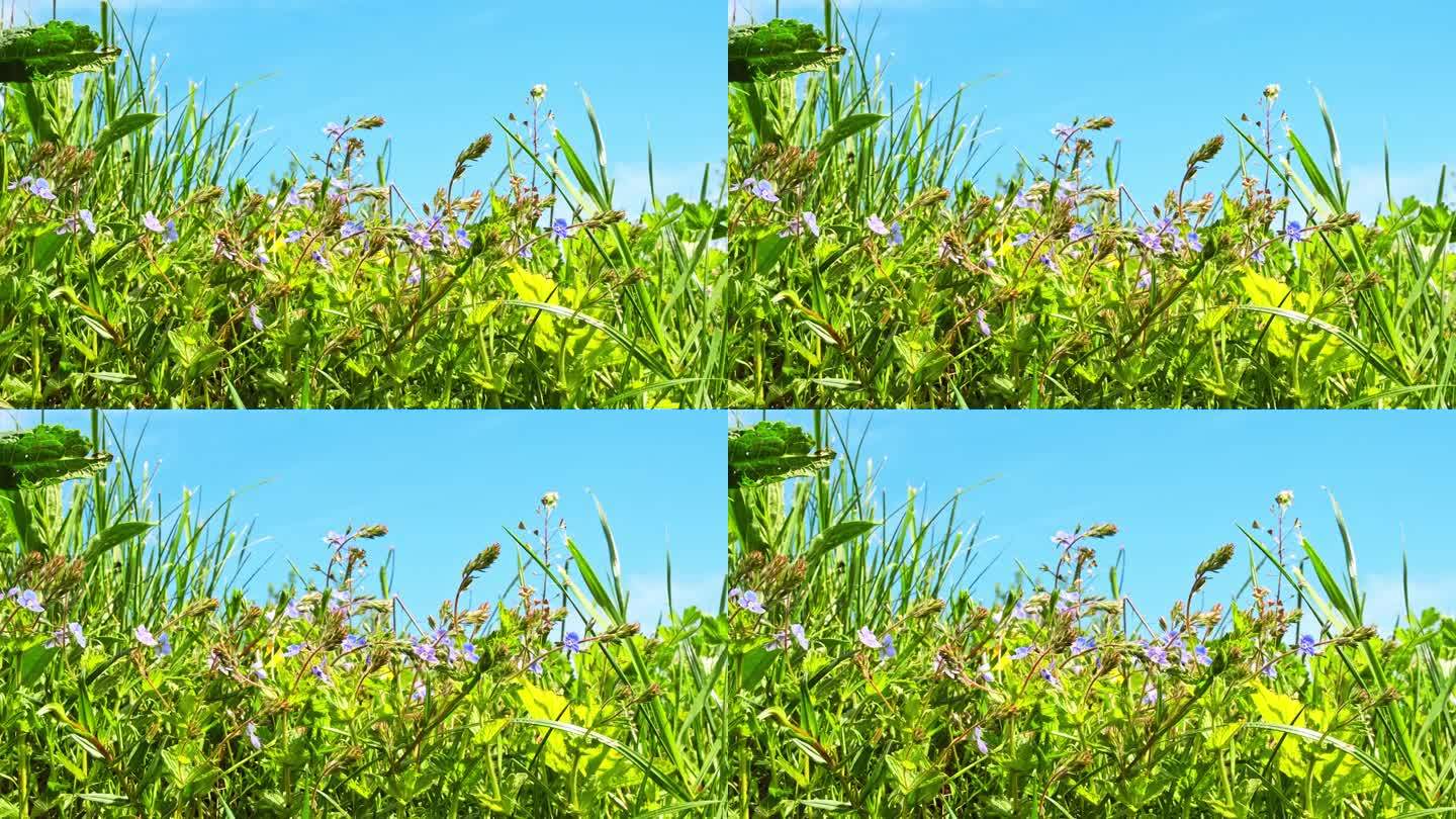 草地与盛开的小蓝花在绿色的田野草地在春天蓝天的背景。侧视图。美丽的福布斯。Veronika cham