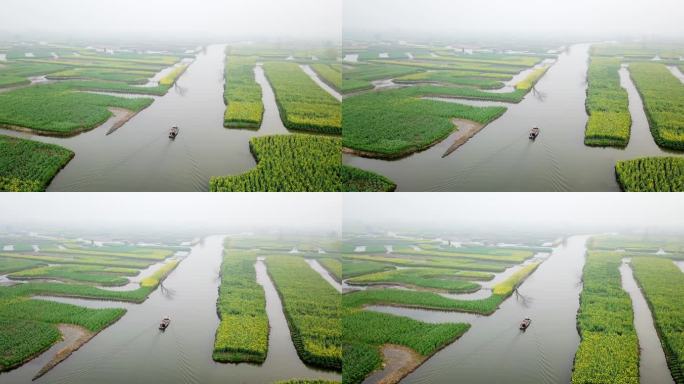 兴化 泰州 江苏 油菜花 航拍 城市宣传