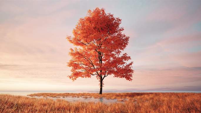 秋天金黄树草地水边一颗孤寂大树唯美意境2