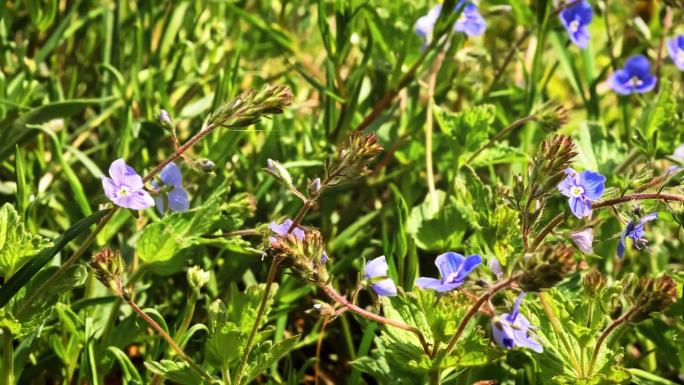 春天的草地上盛开着蓝色的小花。福布斯在增长。Veronika chamaedrys Dubravna