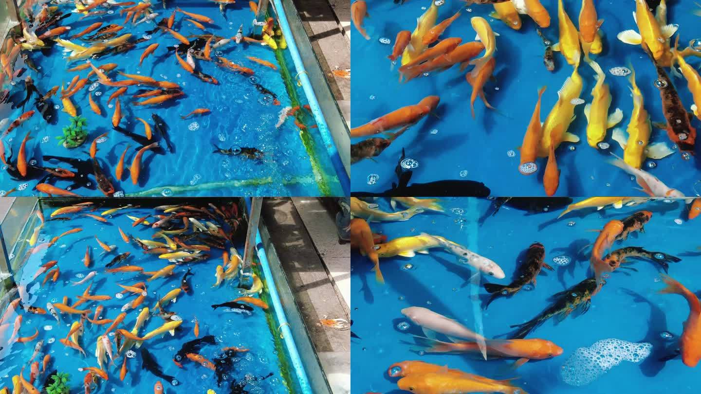 观赏鱼鱼缸里的金鱼实拍