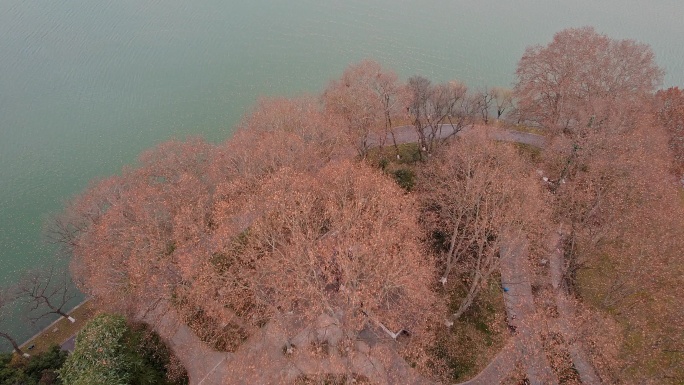 南京秋景