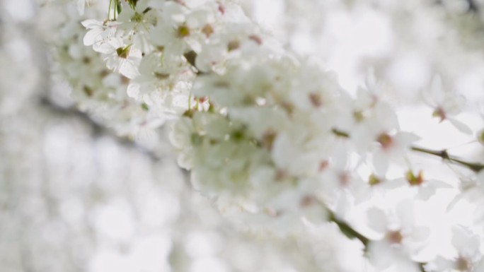 美丽的春天白色的果实开花。