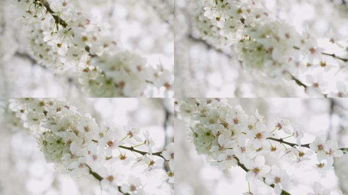 美丽的春天白色的果实开花。