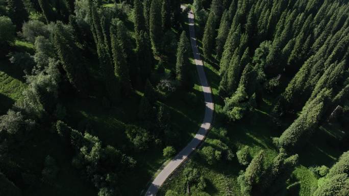 绿色生态的林间盘山公路道路