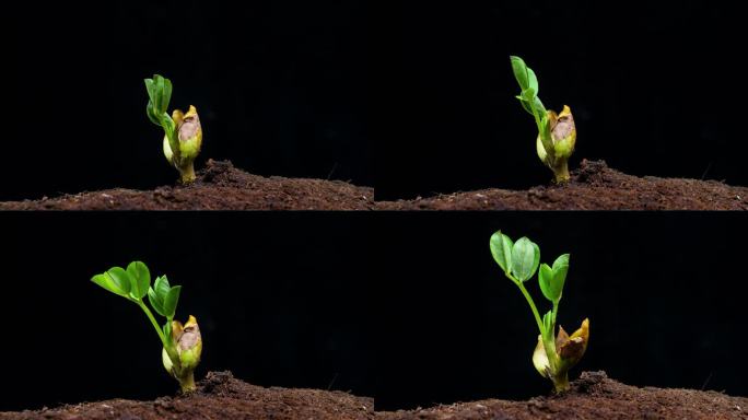 植物生长发芽延时