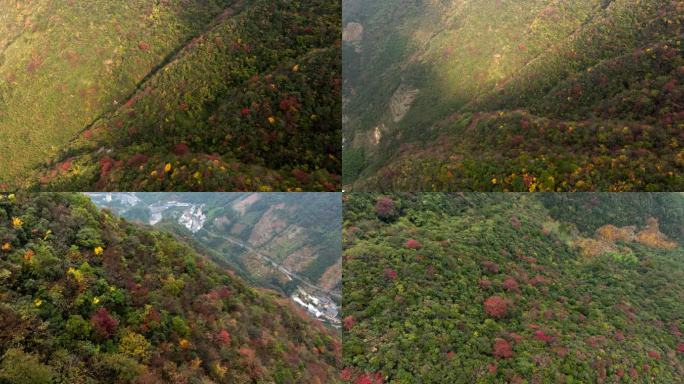 浙江临安天目山秋季风光