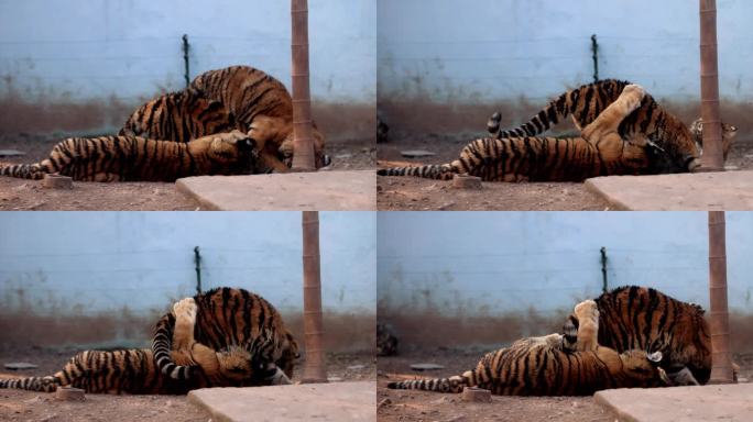南京珍珠泉动物园小老虎打架嬉闹慢镜头