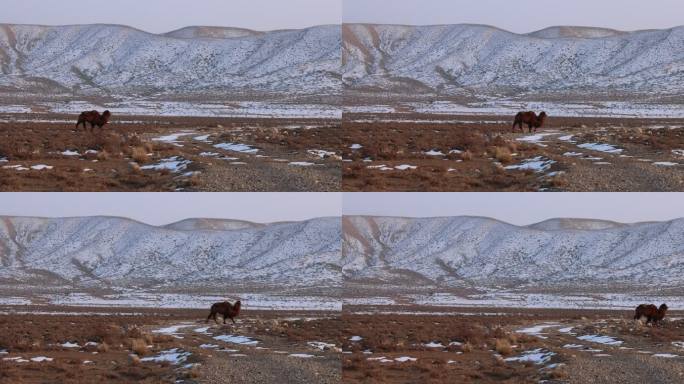 5J4A4584一只骆驼走过冬季戈壁
