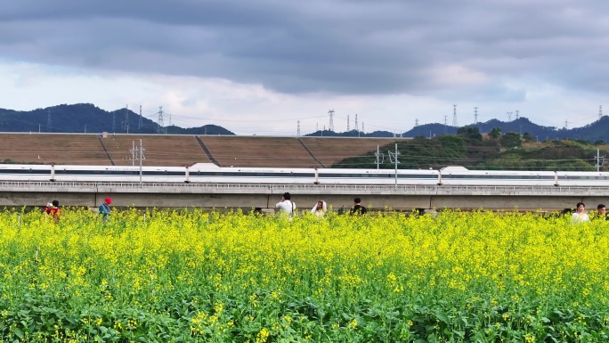 光明高铁油菜花