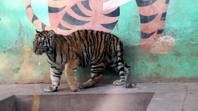 南京珍珠泉动物园小老虎
