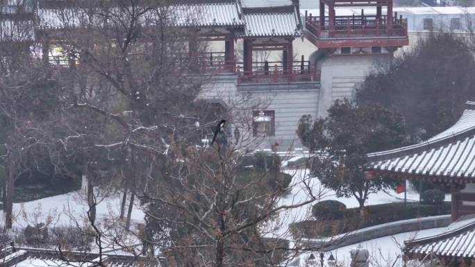 西安地标青龙寺古建筑景区文旅宣传雪景航拍