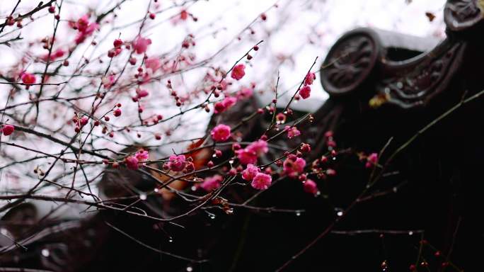 屋檐旁挂着雨滴的梅花特写