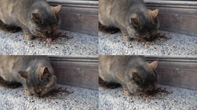 猫吃东西流浪猫喂食