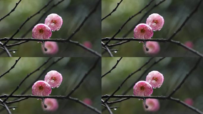 春雨中的粉色梅花