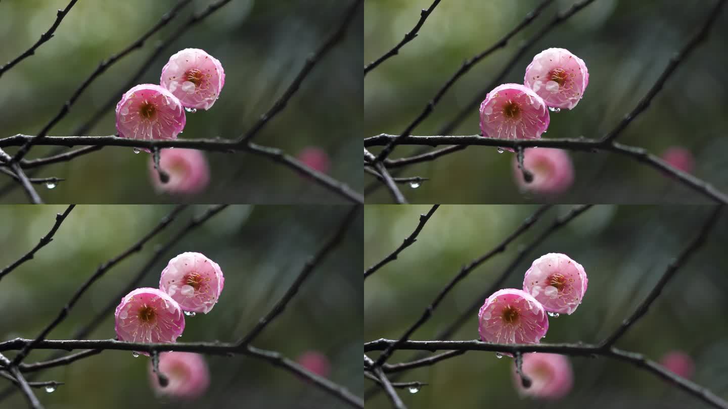 春雨中的粉色梅花