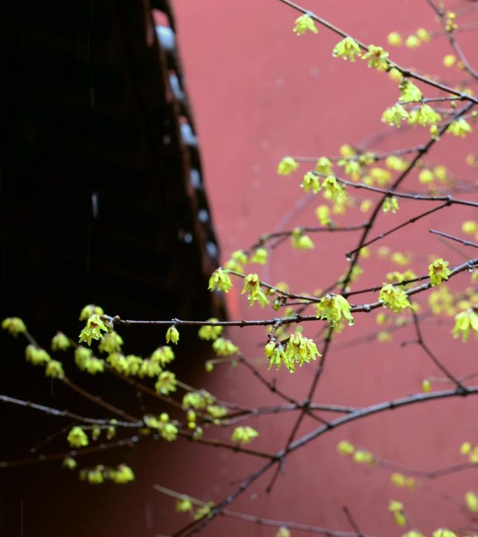 古风红墙腊梅屋檐雨水滴落唯美慢镜头