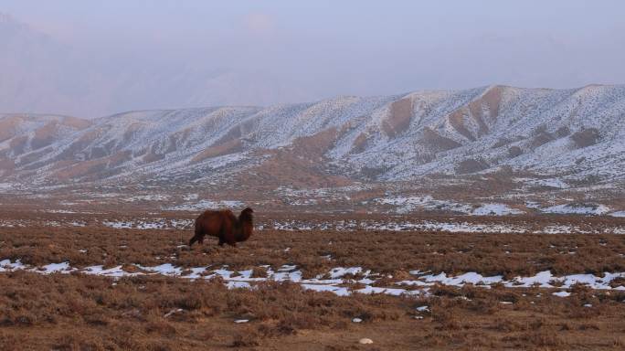 5J4A4585一只骆驼走过冬天戈壁