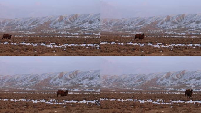 5J4A4585一只骆驼走过冬天戈壁