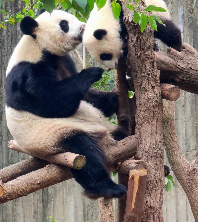 成都大熊猫繁育研究基地玩耍的熊猫母子