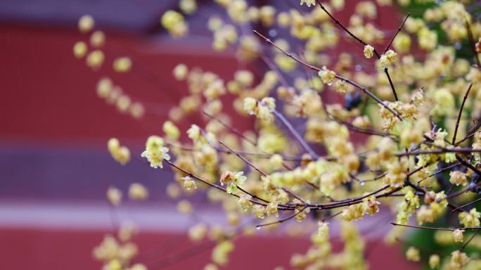 杭州钱王祠古风建筑腊梅唯美雨天