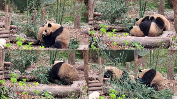 成都大熊猫繁育研究基地玩耍的熊猫