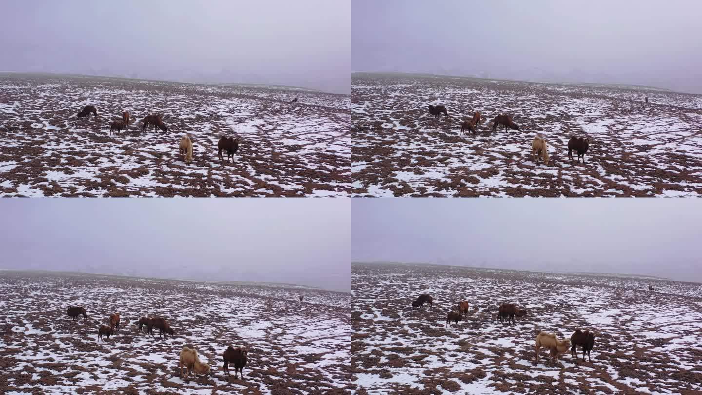 云雾天在雪地里吃草的骆驼