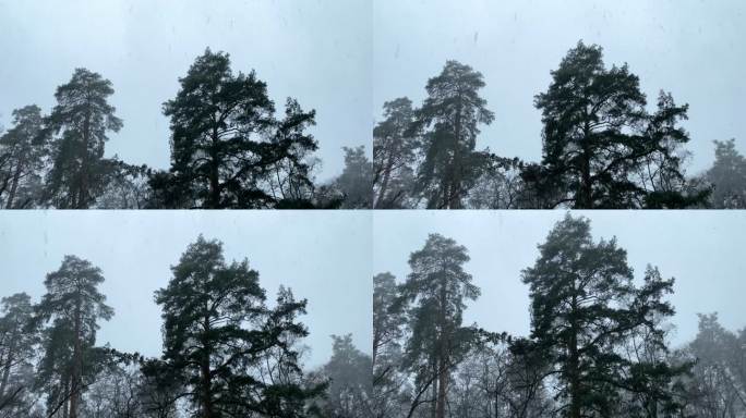 雪花落在树梢的背景上，冬天的天气，美丽的大自然