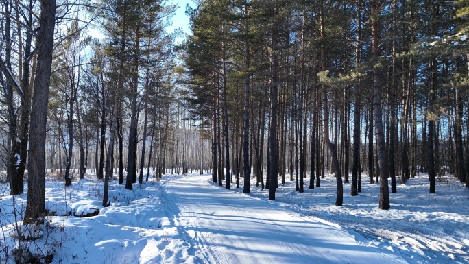 通向林海雪原的雪路