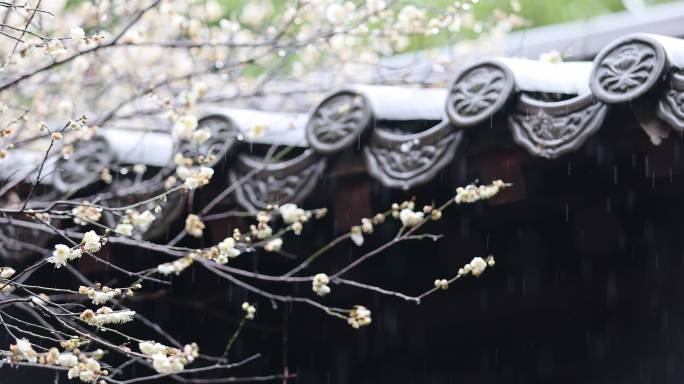 （慢镜头）杭州 古风 下雨天 屋檐 梅花