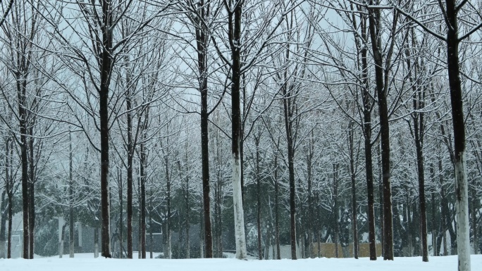4K林间雪景空镜