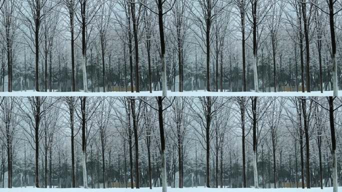 4K林间雪景空镜